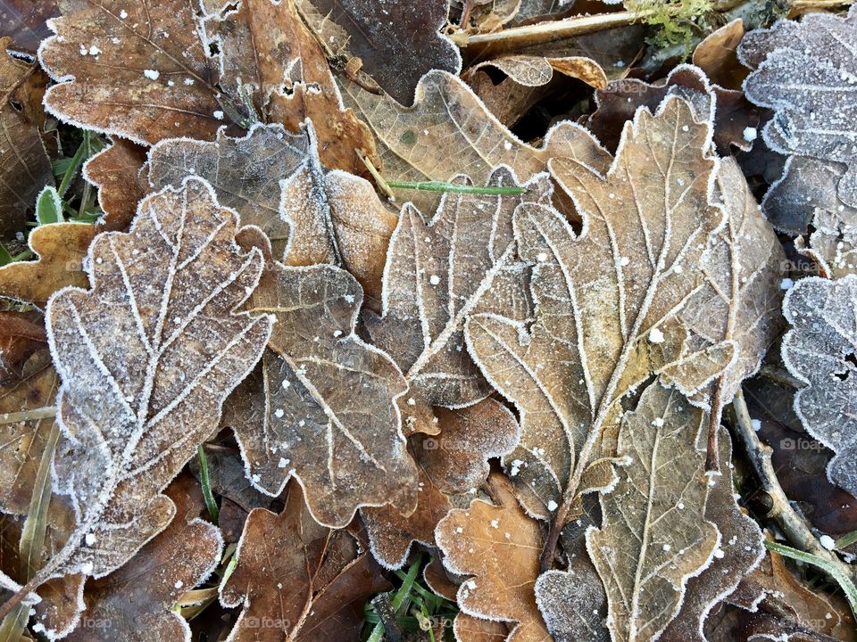 Fallen leaves showing a touch of frost after a cold night 