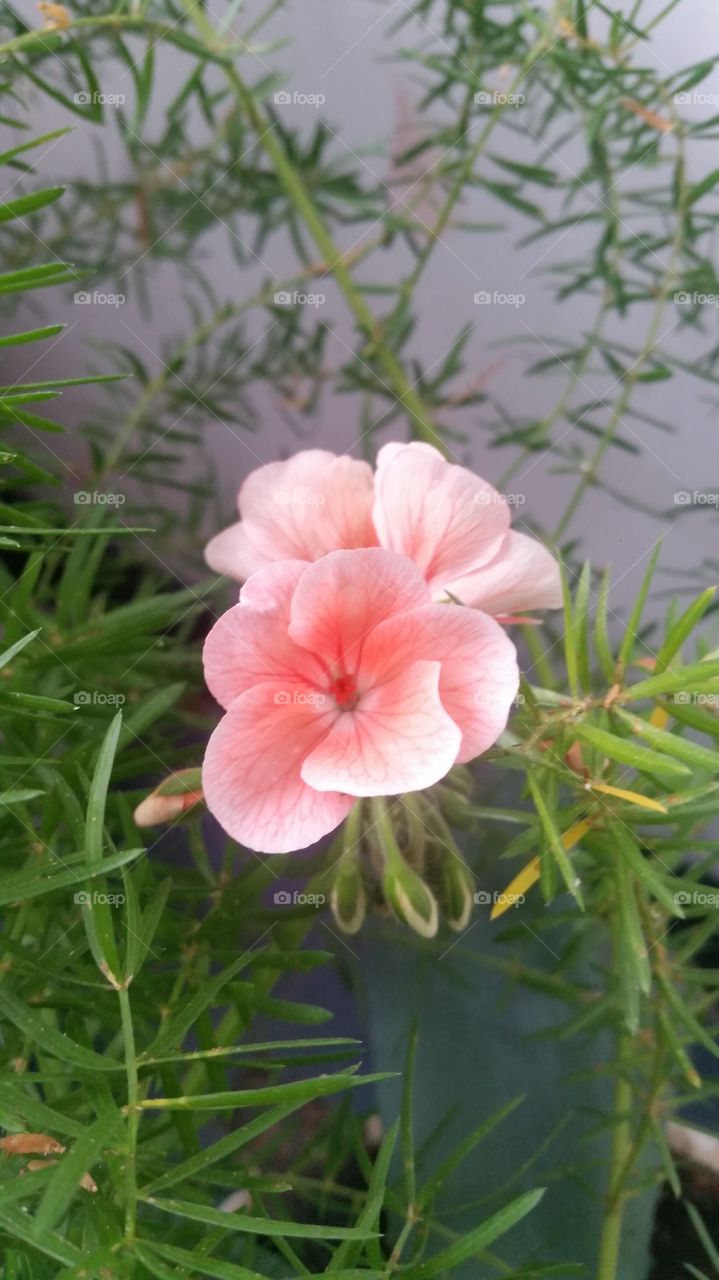 flor rosada.