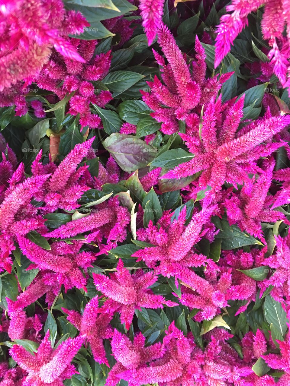 Vibrant purple potted plants.