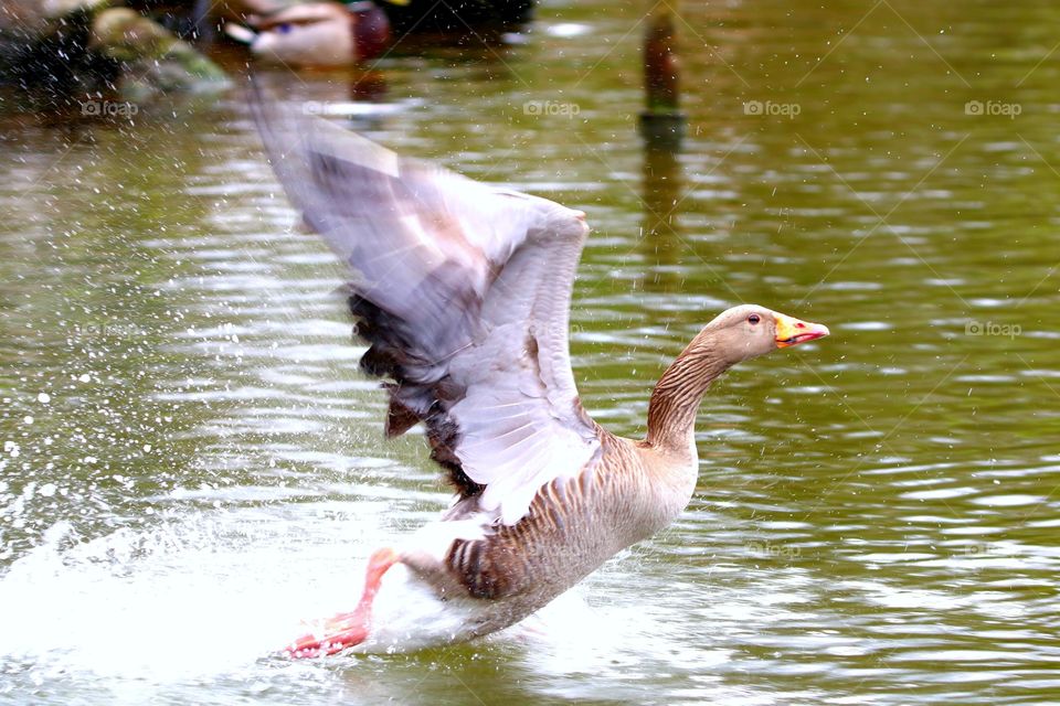Greylag goose in flight