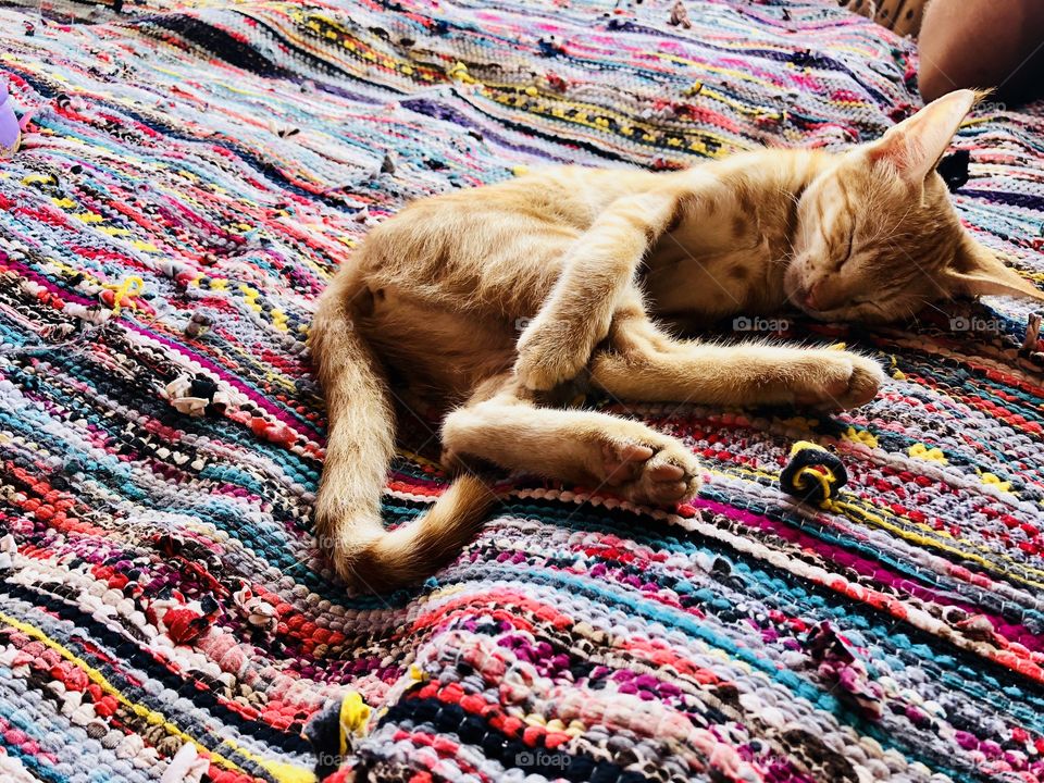 Cat sleeping on Colorful carpet