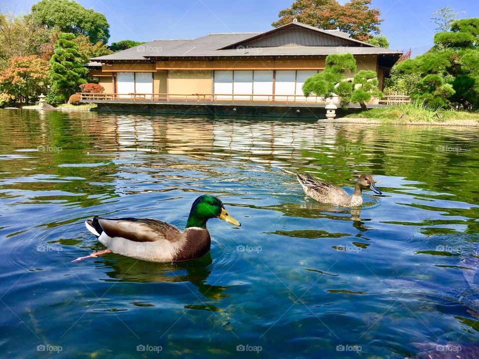 duck/japan