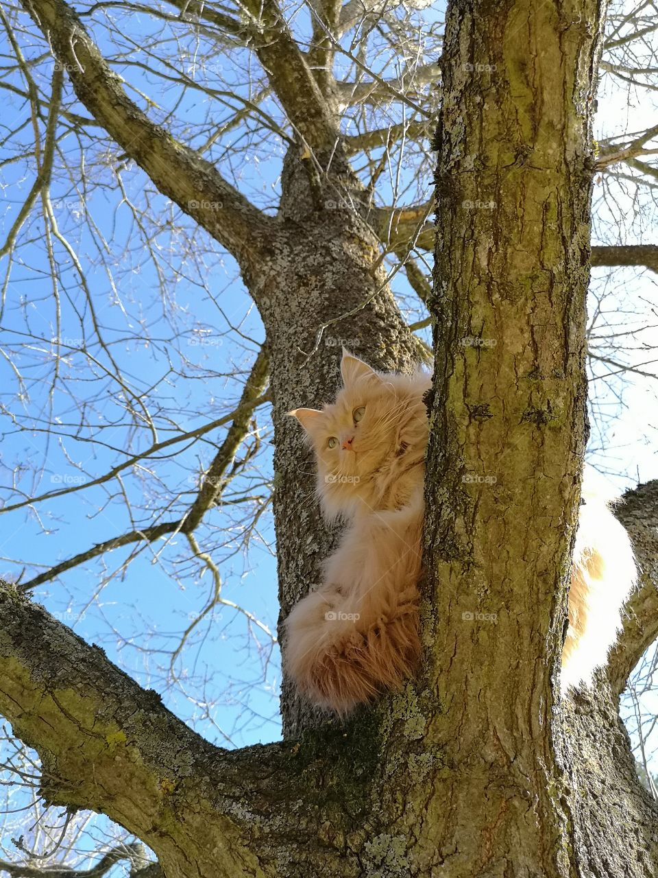 Cat in tree