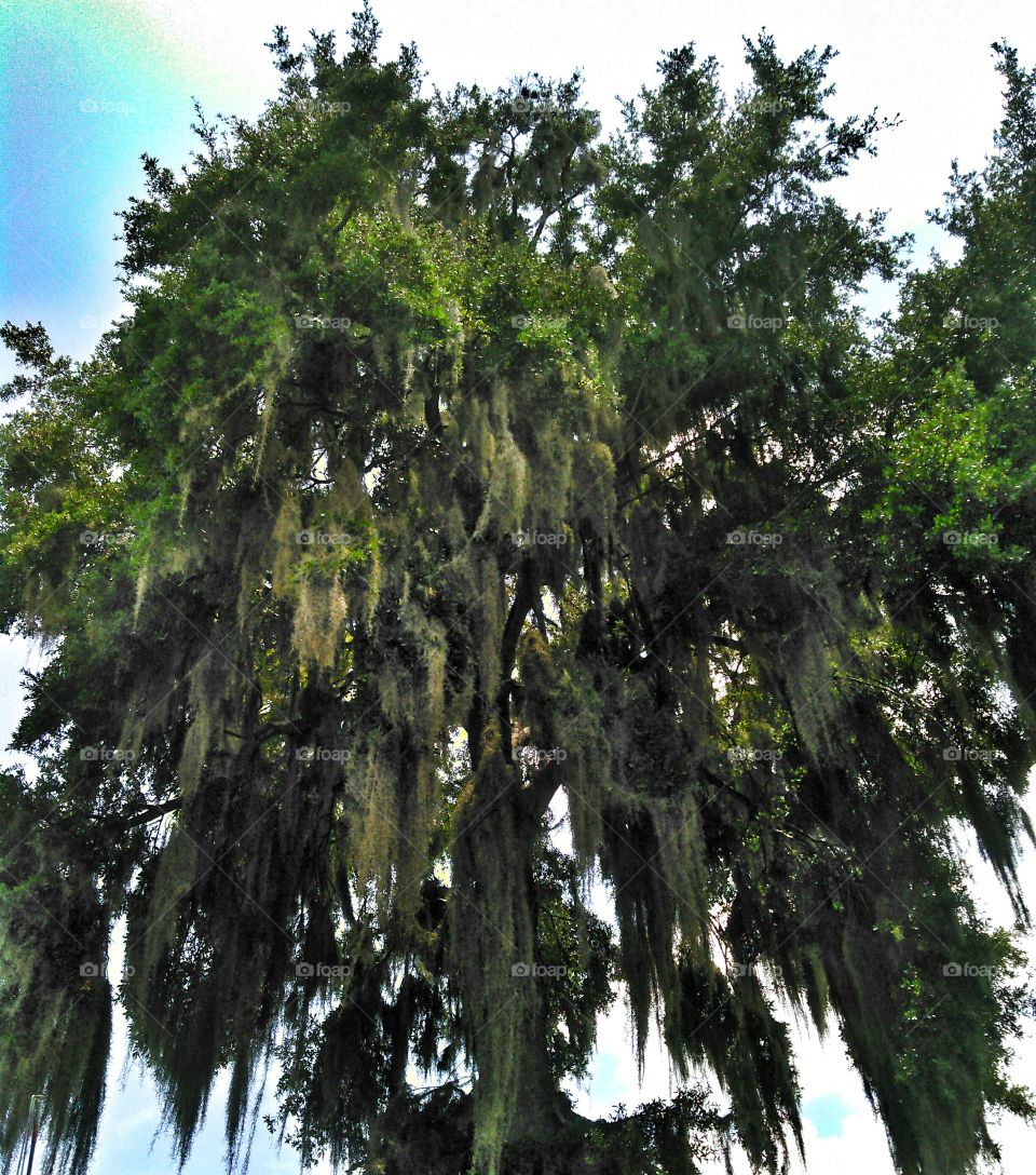 Majestic Oak tree. Oak dripping with Spanish moss