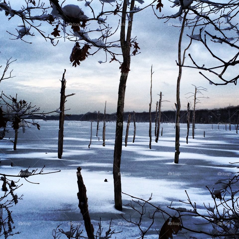 Trees of the Frozen Lake