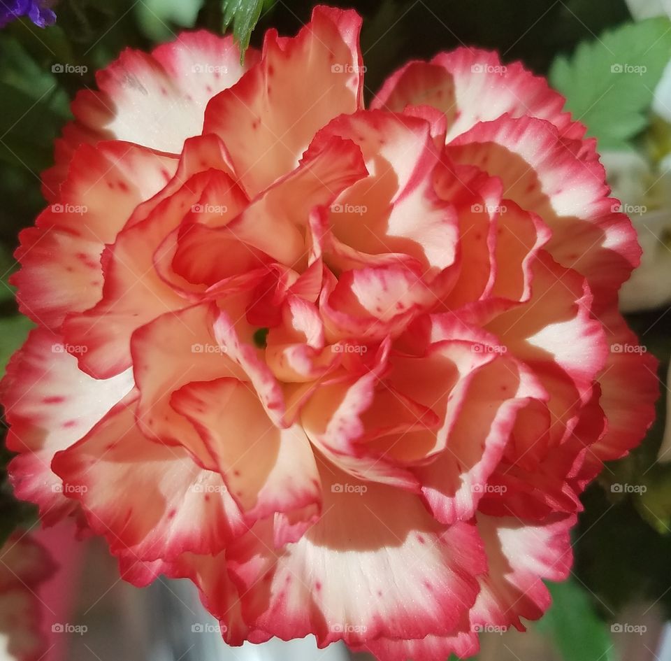close up of blooming pink and orange carnation