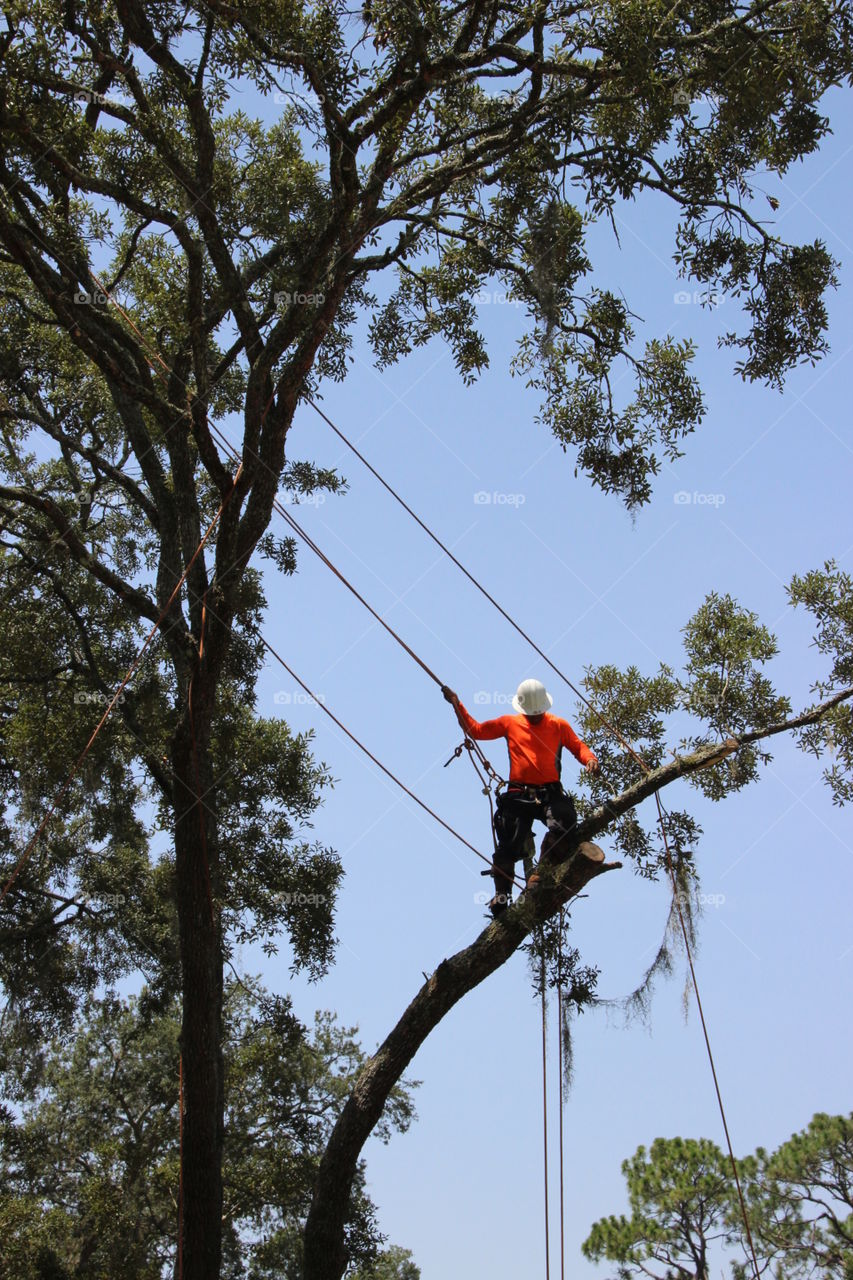 Extreme tree removal