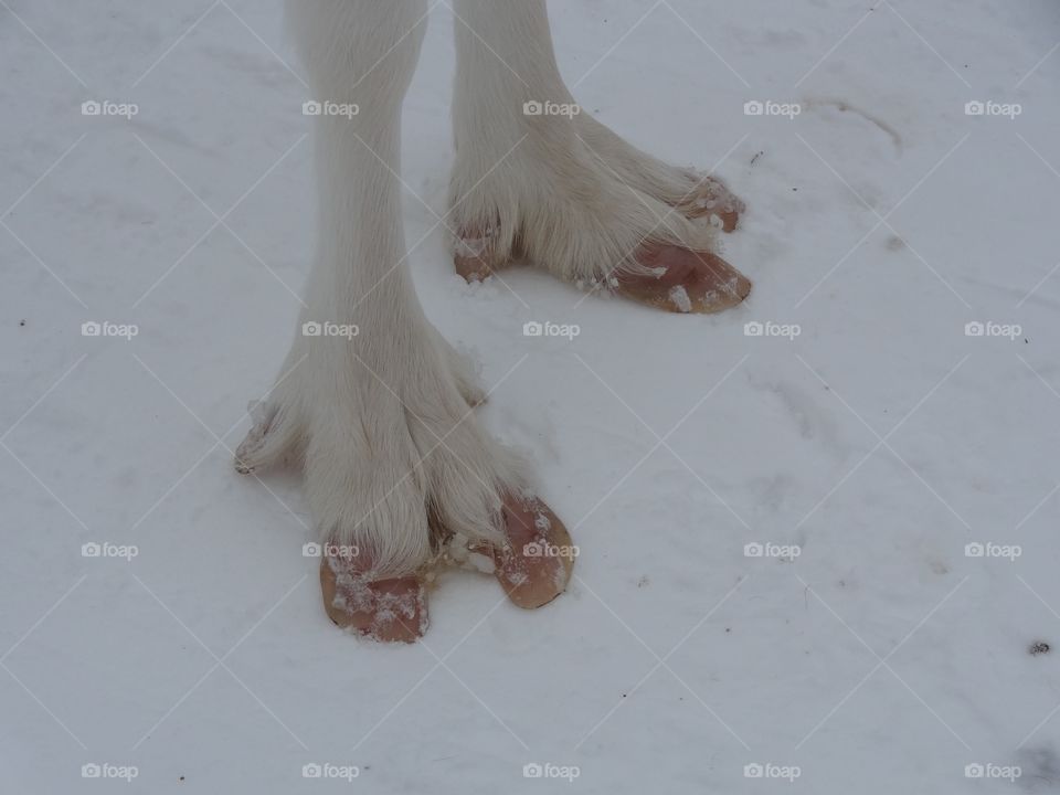 Reindeer feet 