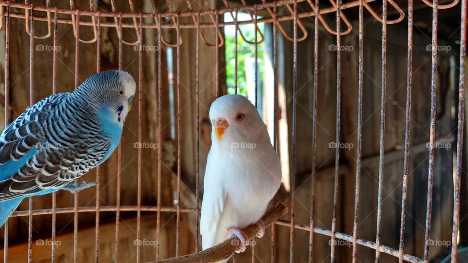 Periquitos, branco e azul.
