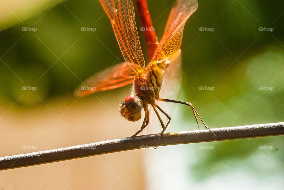 beautiful macro shot 