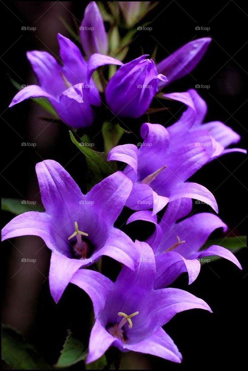 Beautiful purple colour flowers in bloom