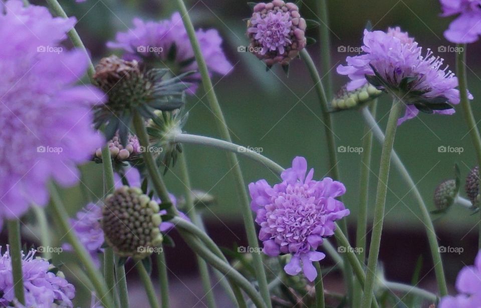 Purple haze.  Flowers and stalks.