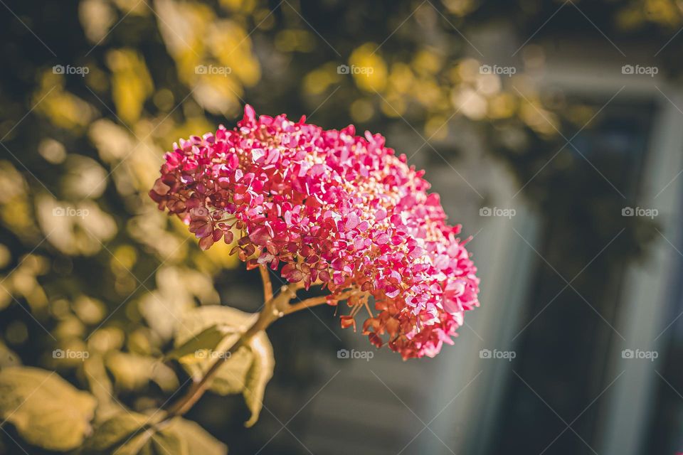 Smooth hydrangea, a species of hydrangeas