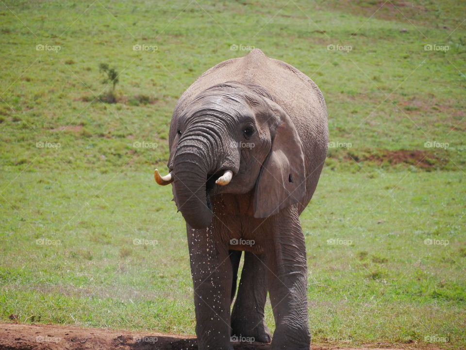 Elefant in Südafrika 