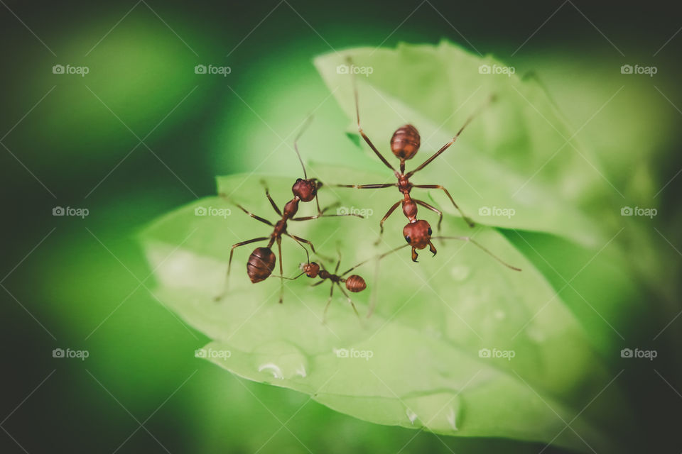 three red ant on leaf