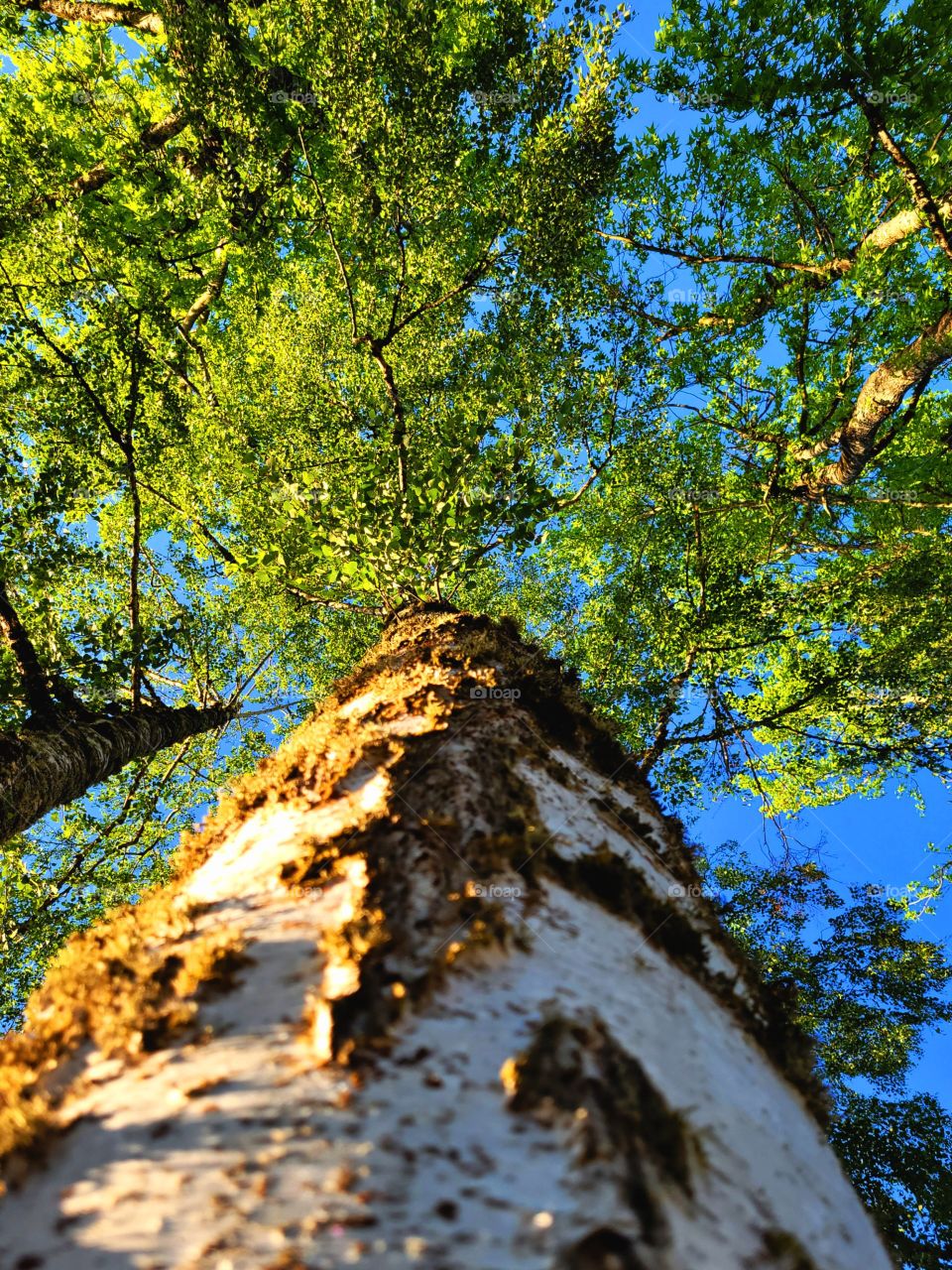 Looking up a tree