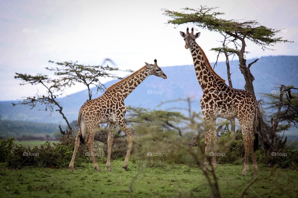 Giraffes in the Wild 