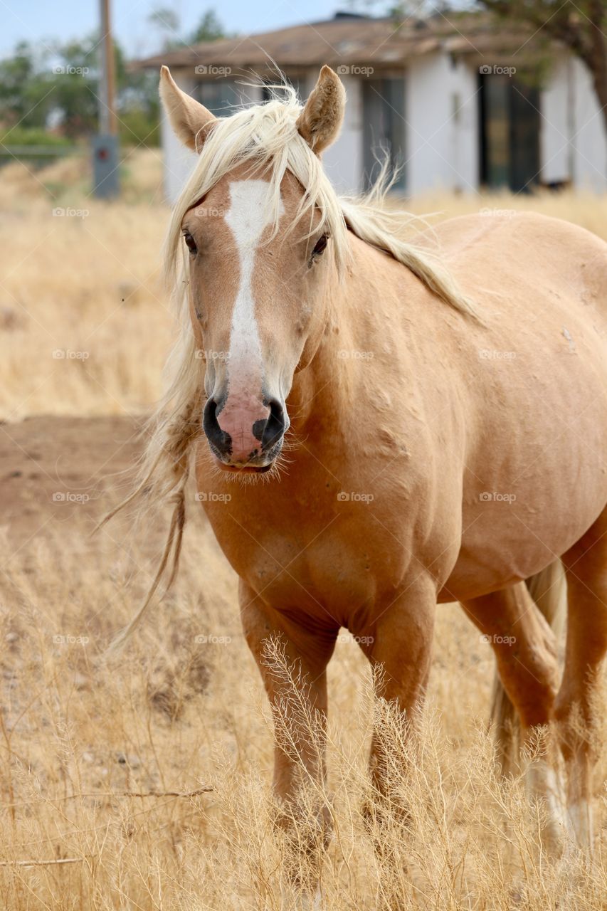 Handsome wild Palomino Stallion in field in the High sierras Nevada 