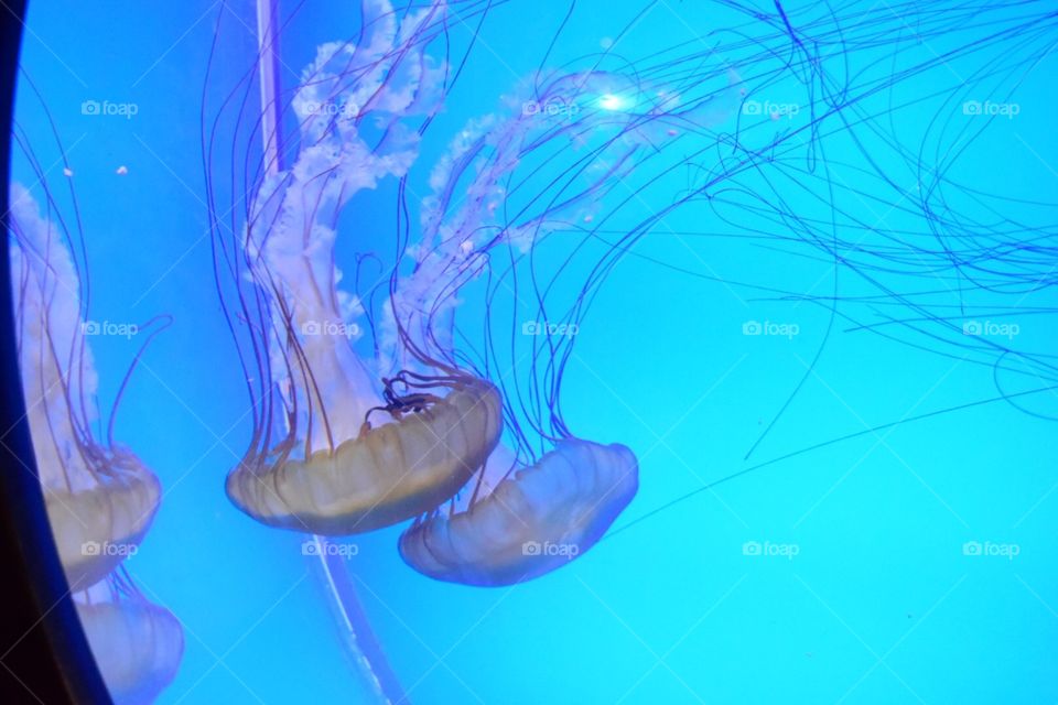 Jelly fish. Aquarium