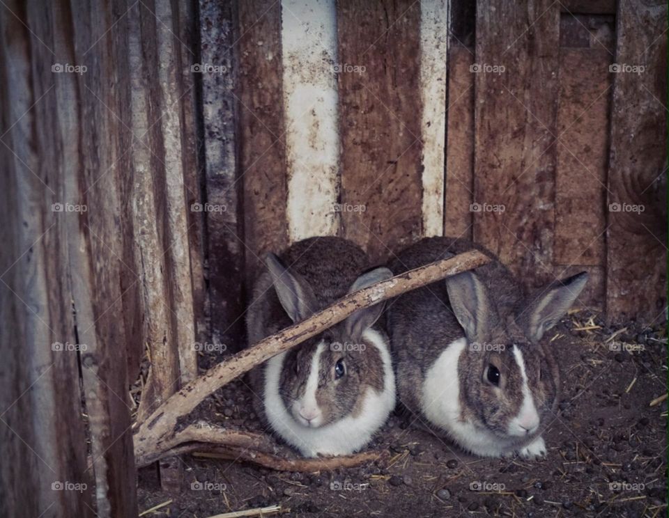 Bunnies#colors#couple#animals