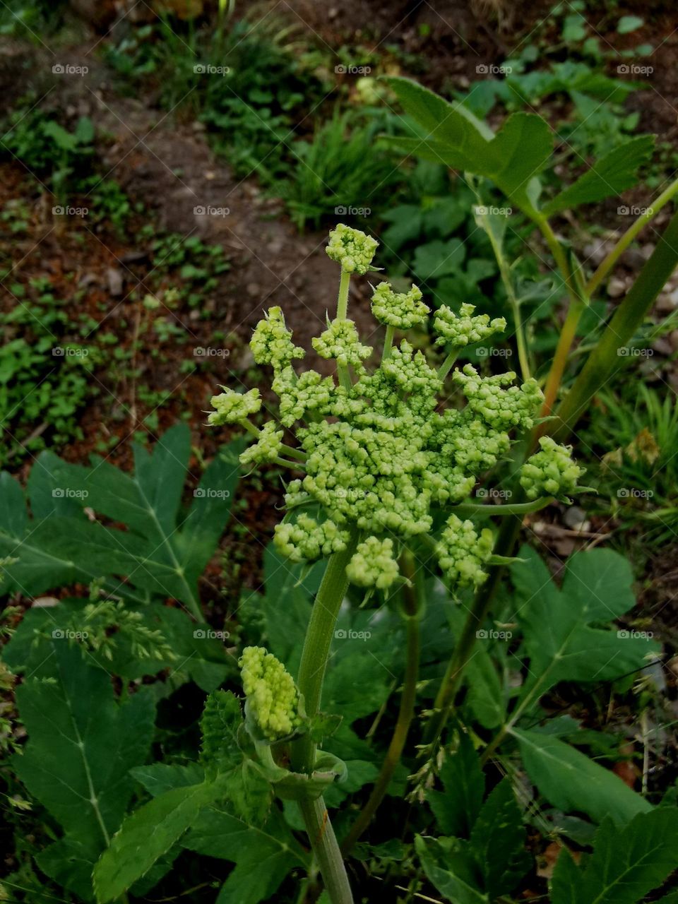 Outdoor Nature's basket of plants
