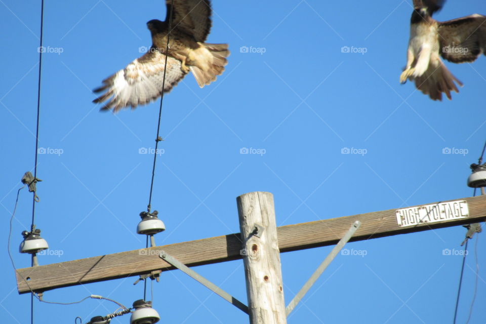 2 hawks taking off