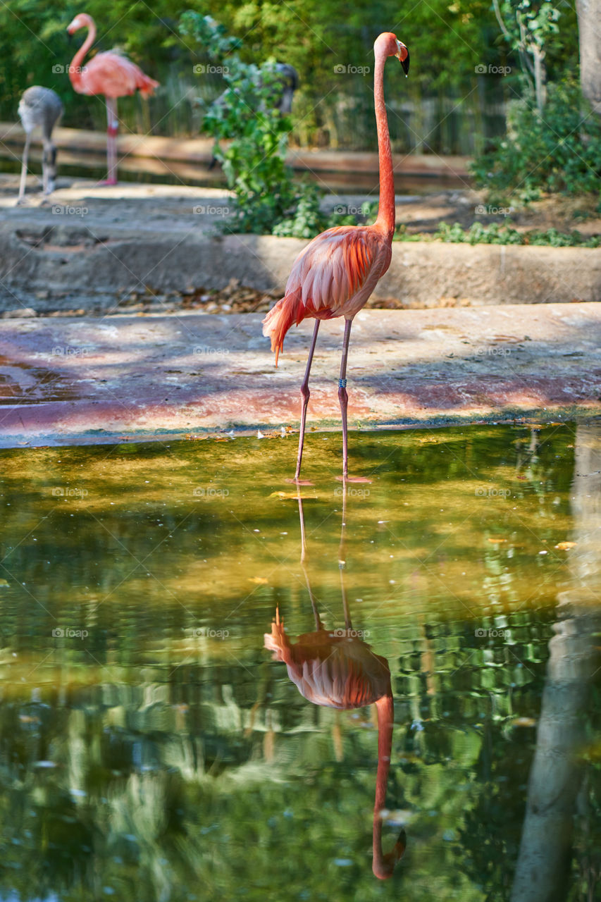 Flamingo