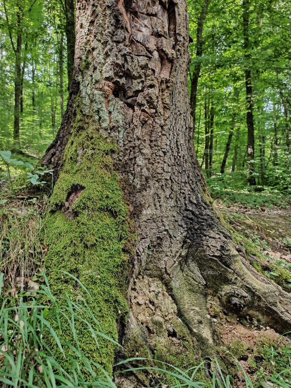 Moss on a tree bark and root. Pointing north
