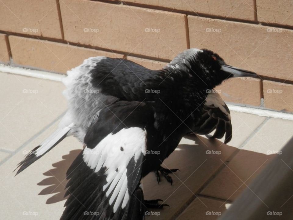Magpie