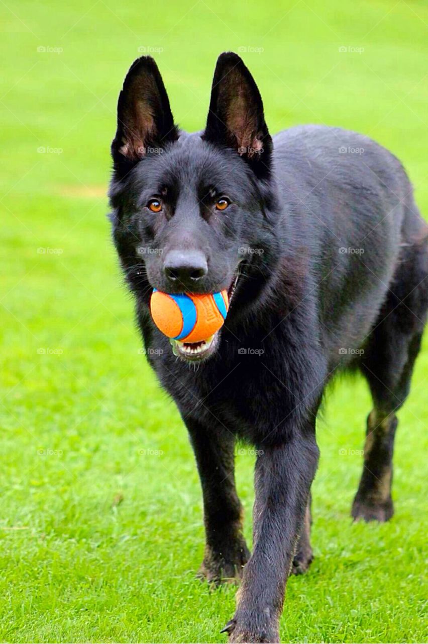 Wanna Play?. Black German Shepherd wanting to play fetch. 