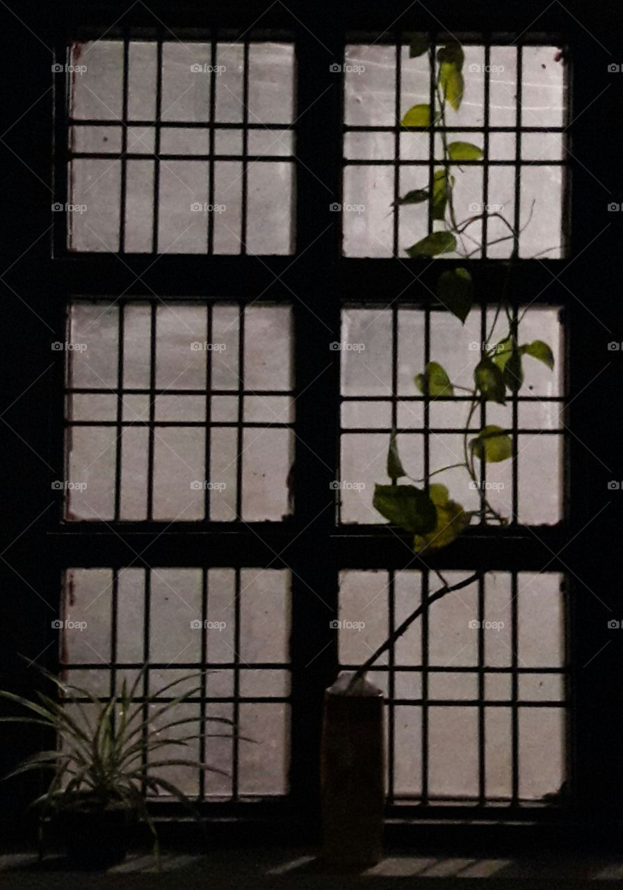 indoor plant growing on a window of urban