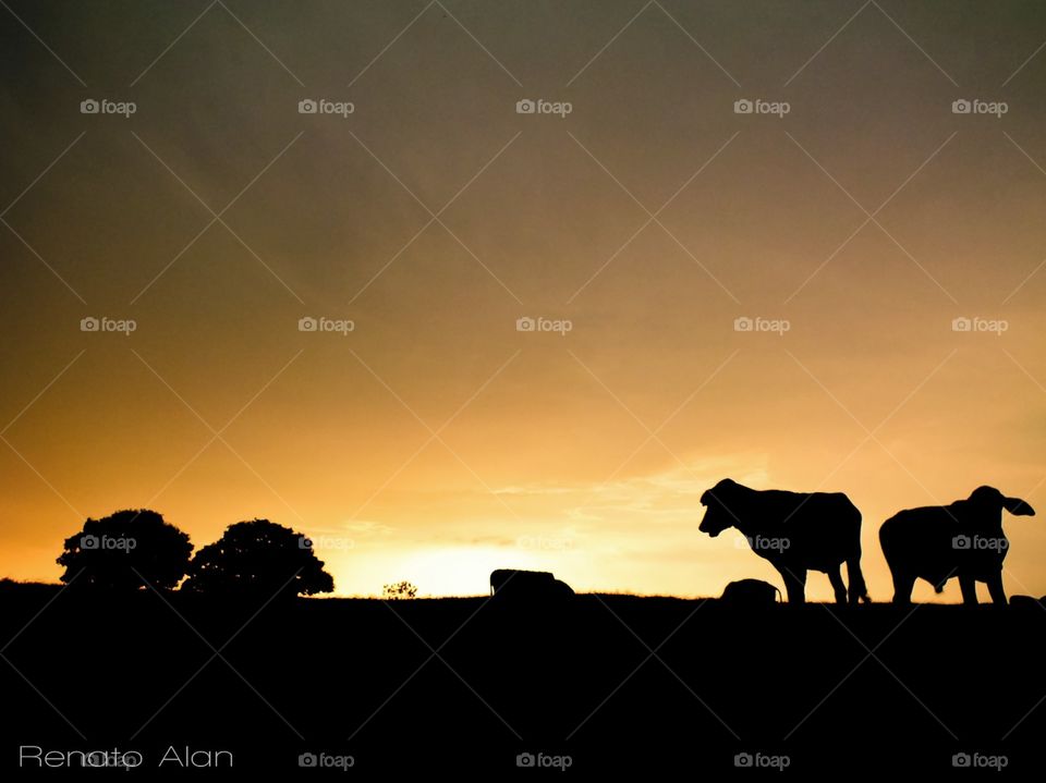 Sunset, Backlit, Silhouette, No Person, Dawn