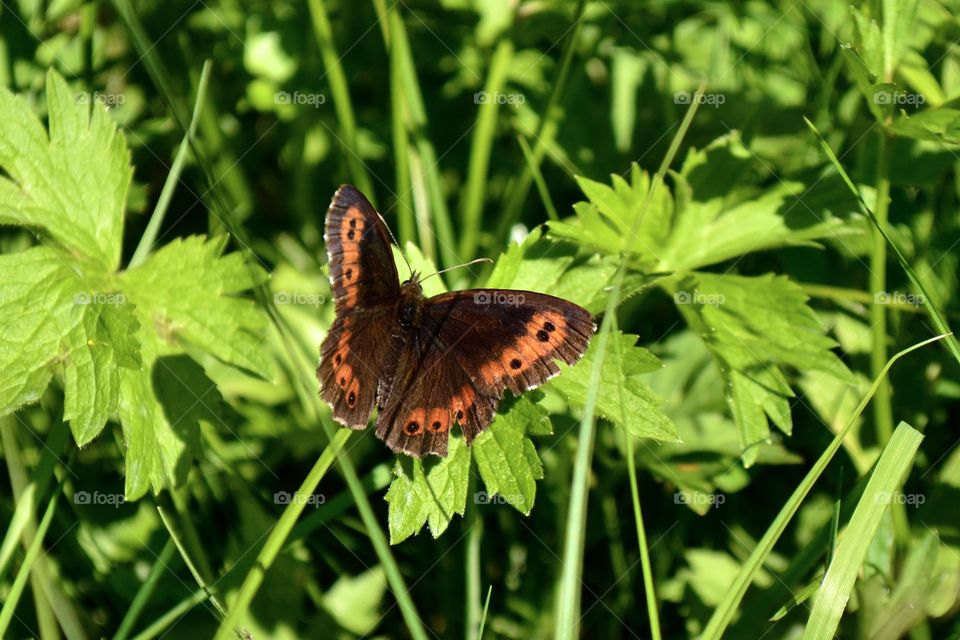 Veltet ringlet 