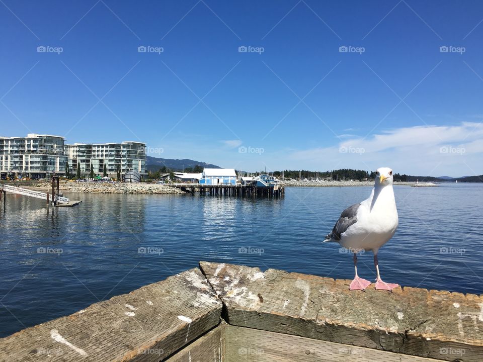 Seagull  sitting on a dock in Sidney , BC