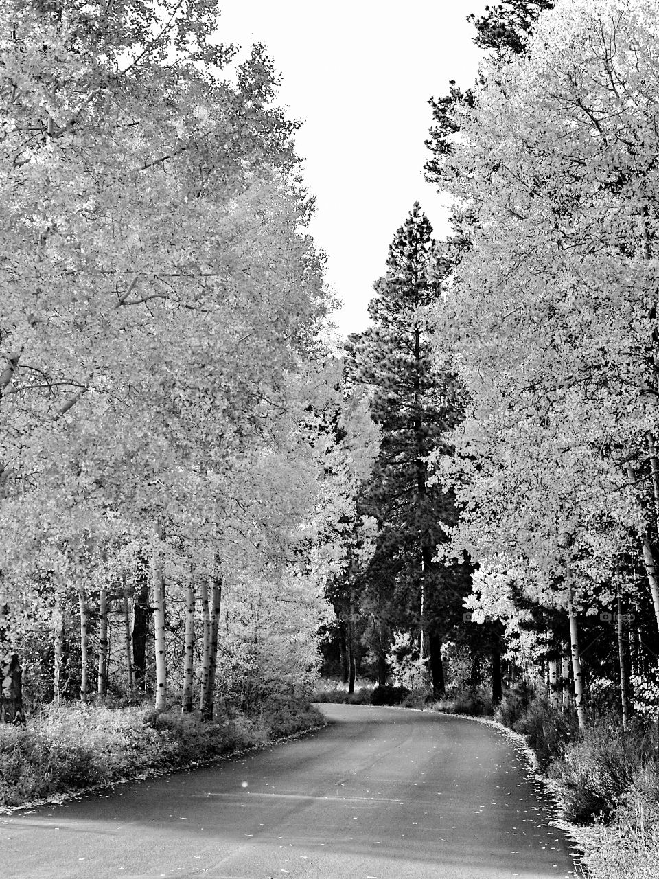 A backroad rode travels through an aspen forest in Central Oregon on a fall day. 