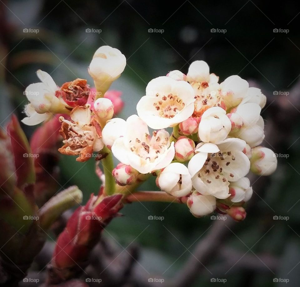 Red Tip Photinia Blossom