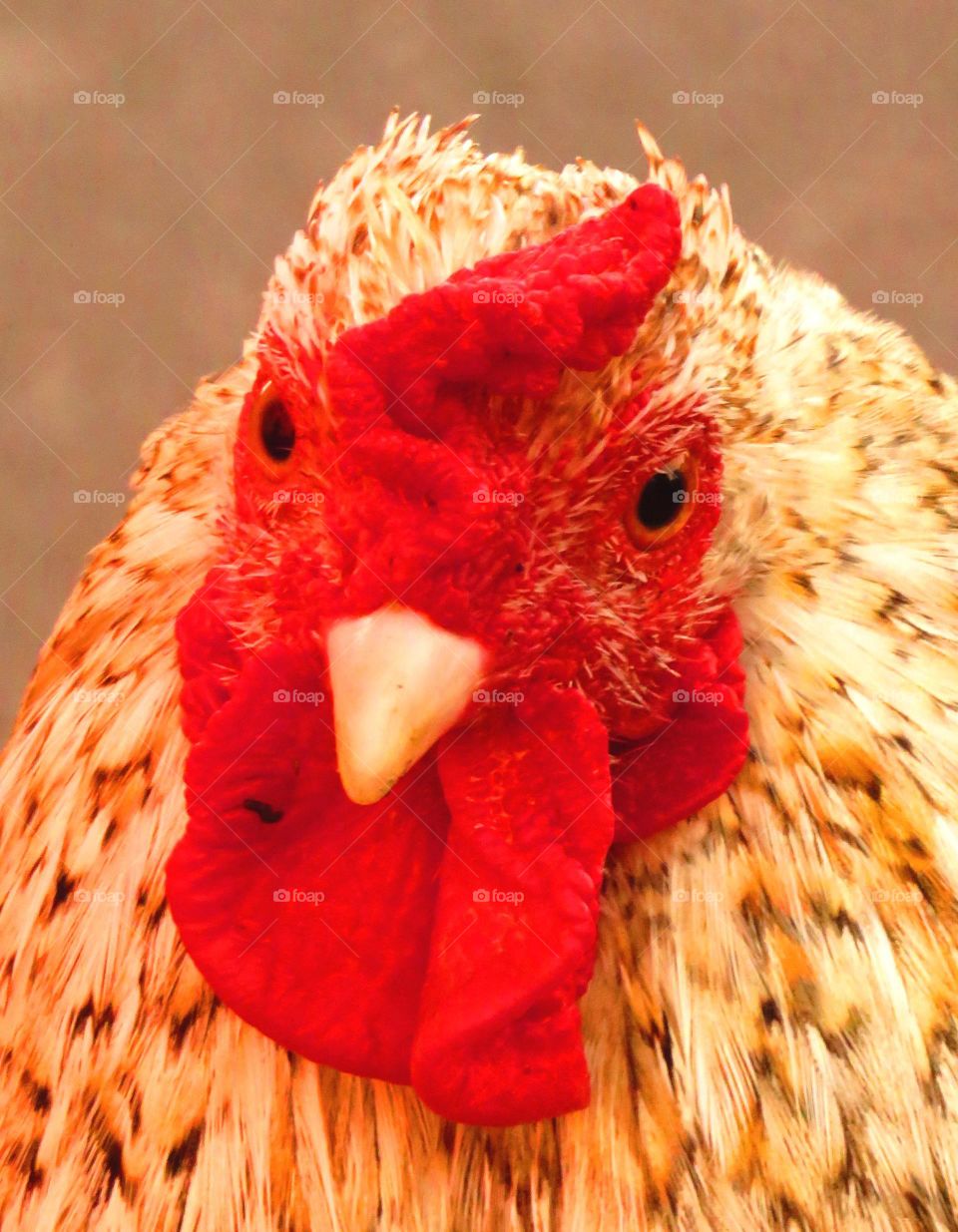 cock