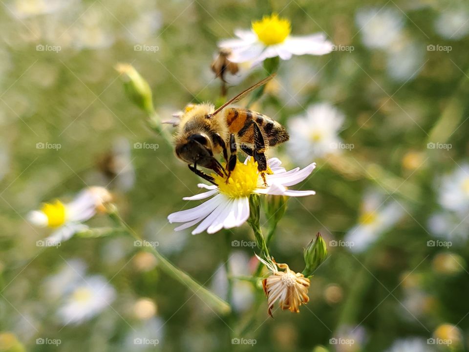 Bee pollinating  a wild daisies