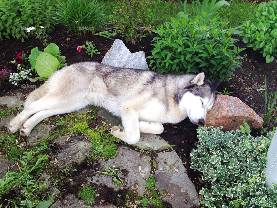 Husky dog sleeping in the garden