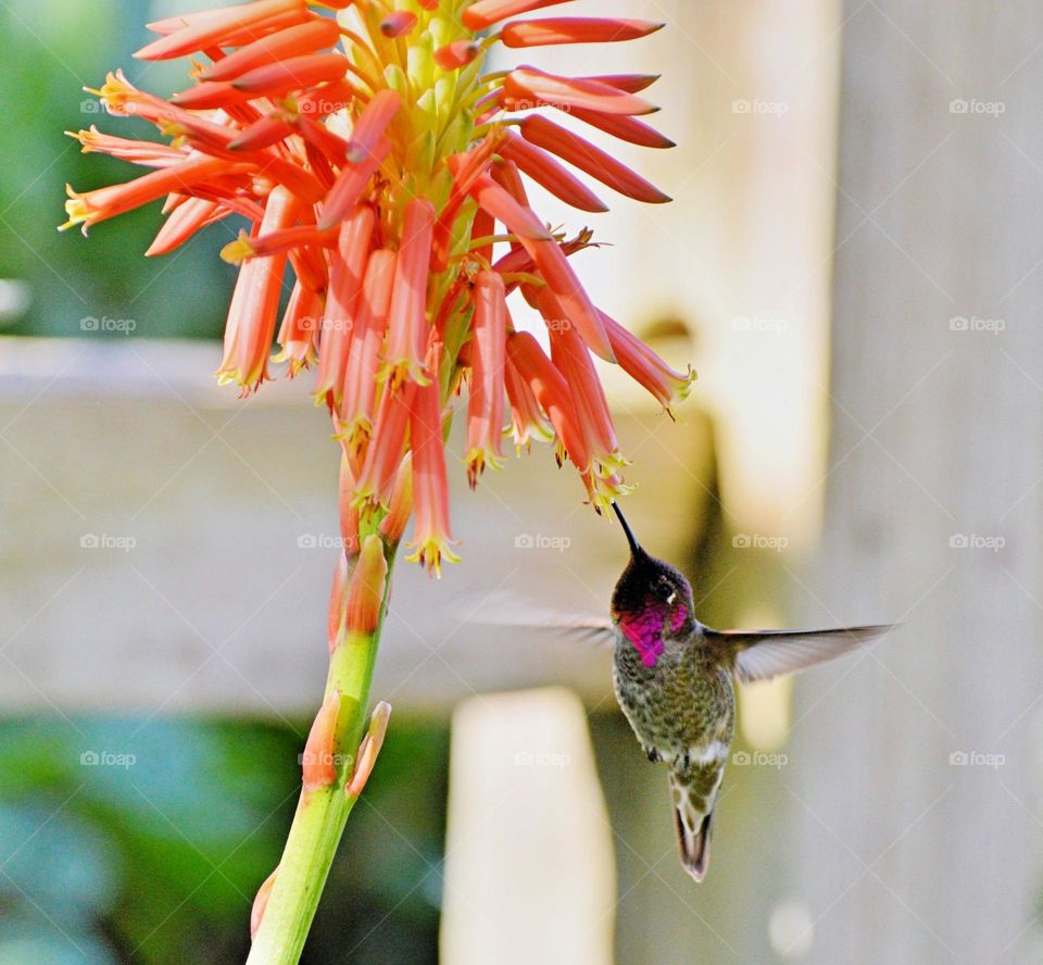 hummingbird getting nectar from a flower