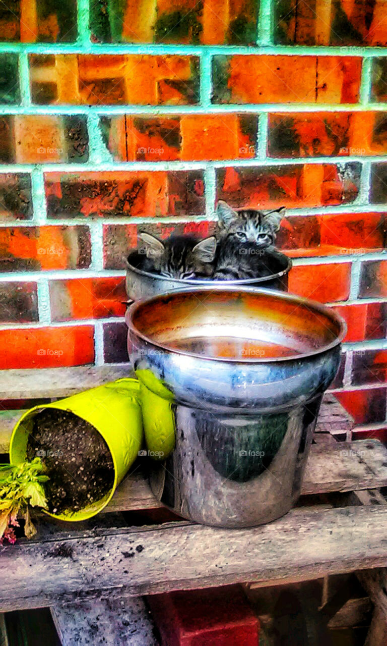 Cute kittens sleeping in a flower pot.