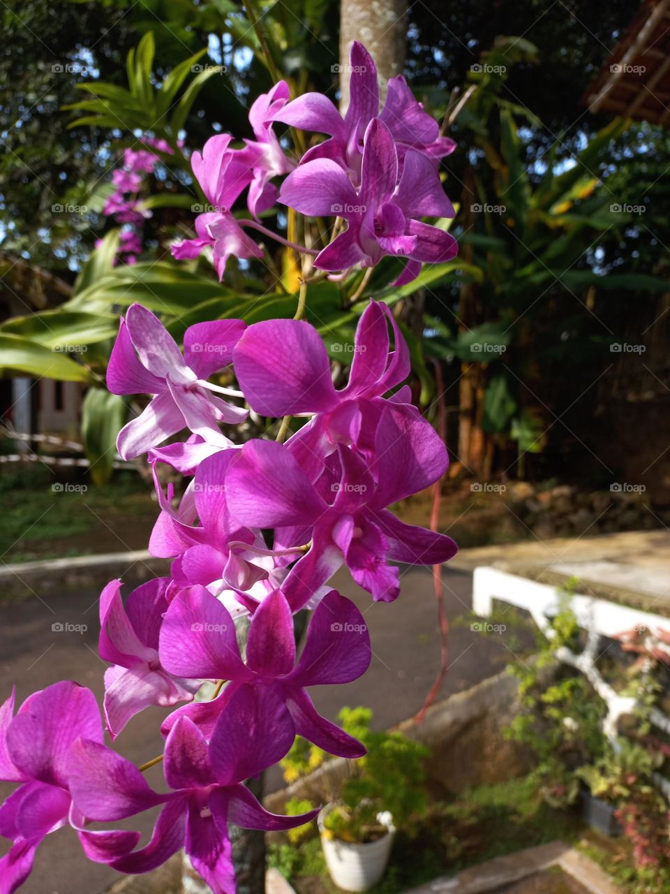 The flowers are purple and neatly arranged so they are widely collected