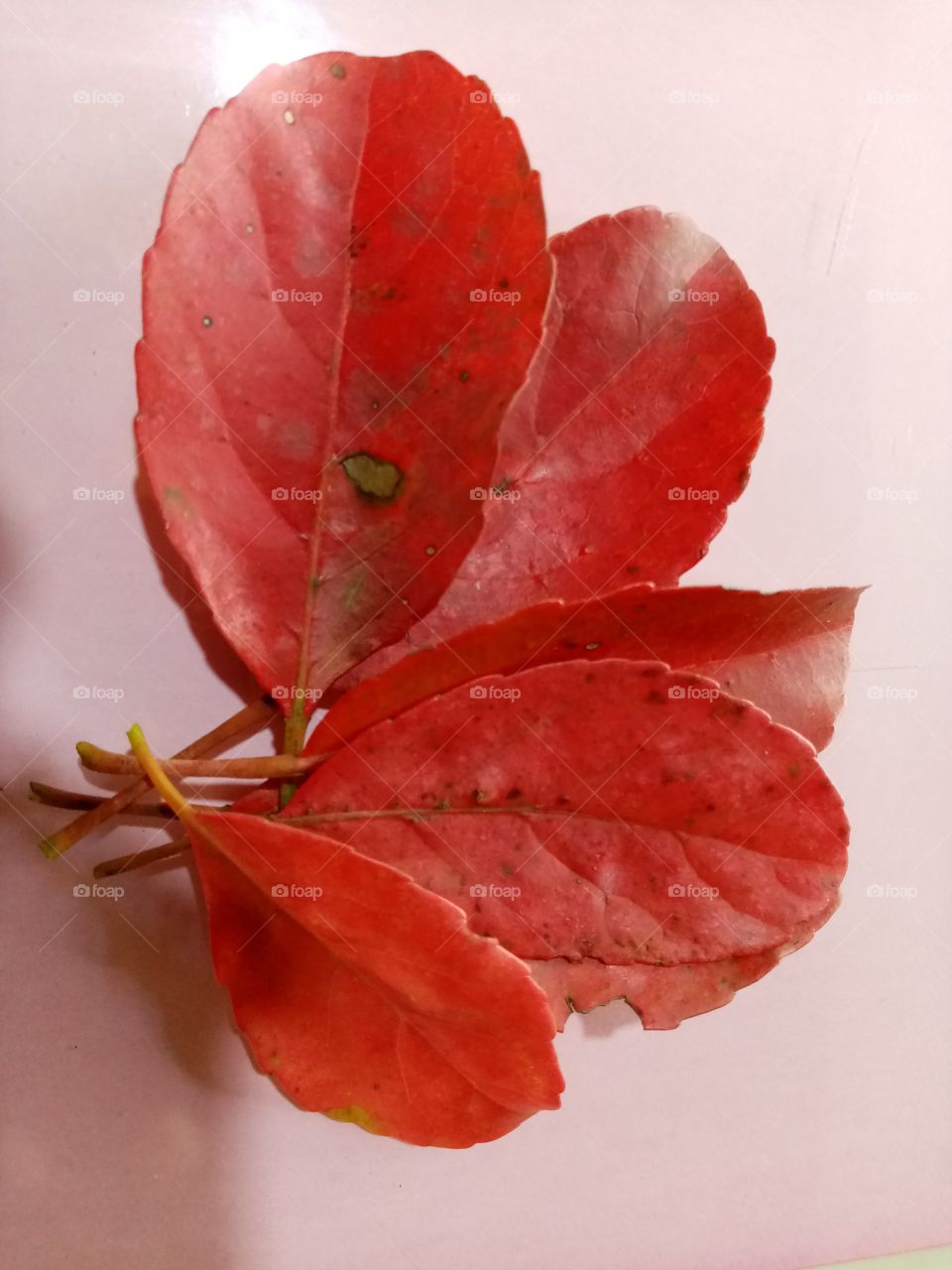 Dried leaves of Ceylon Oliver Tree