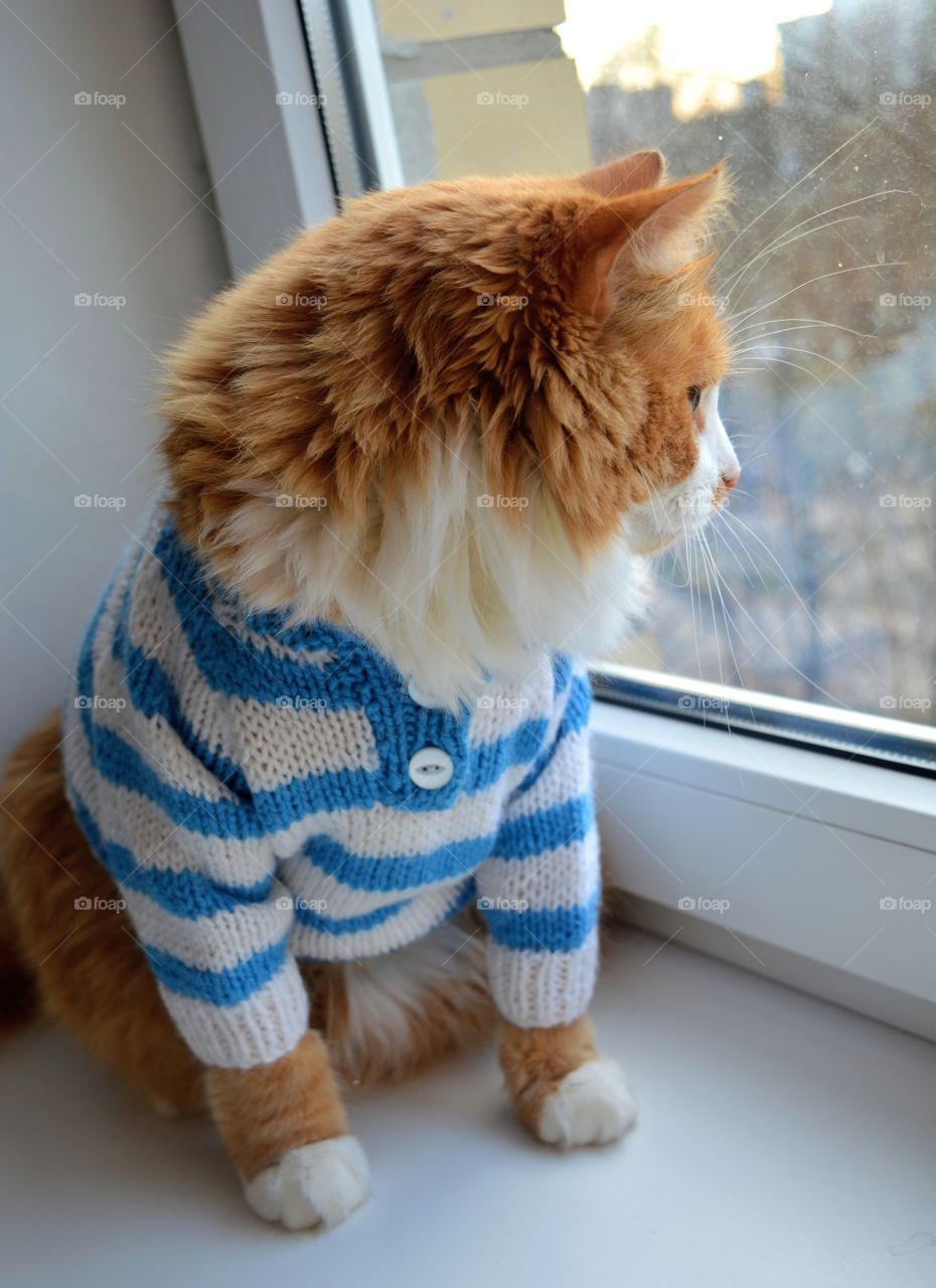 cat pet in sweater sitting on a window and looking