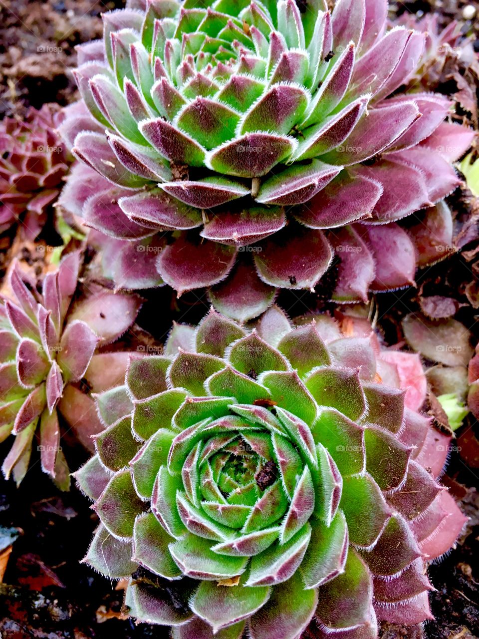 Succulents