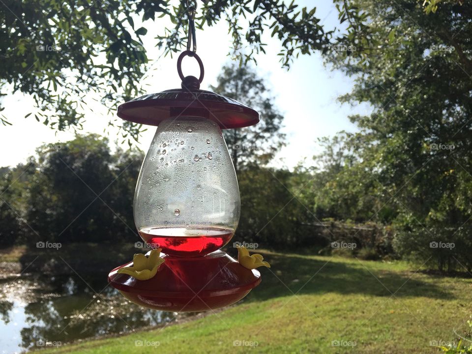 Red Bird feeder for hummingbird 