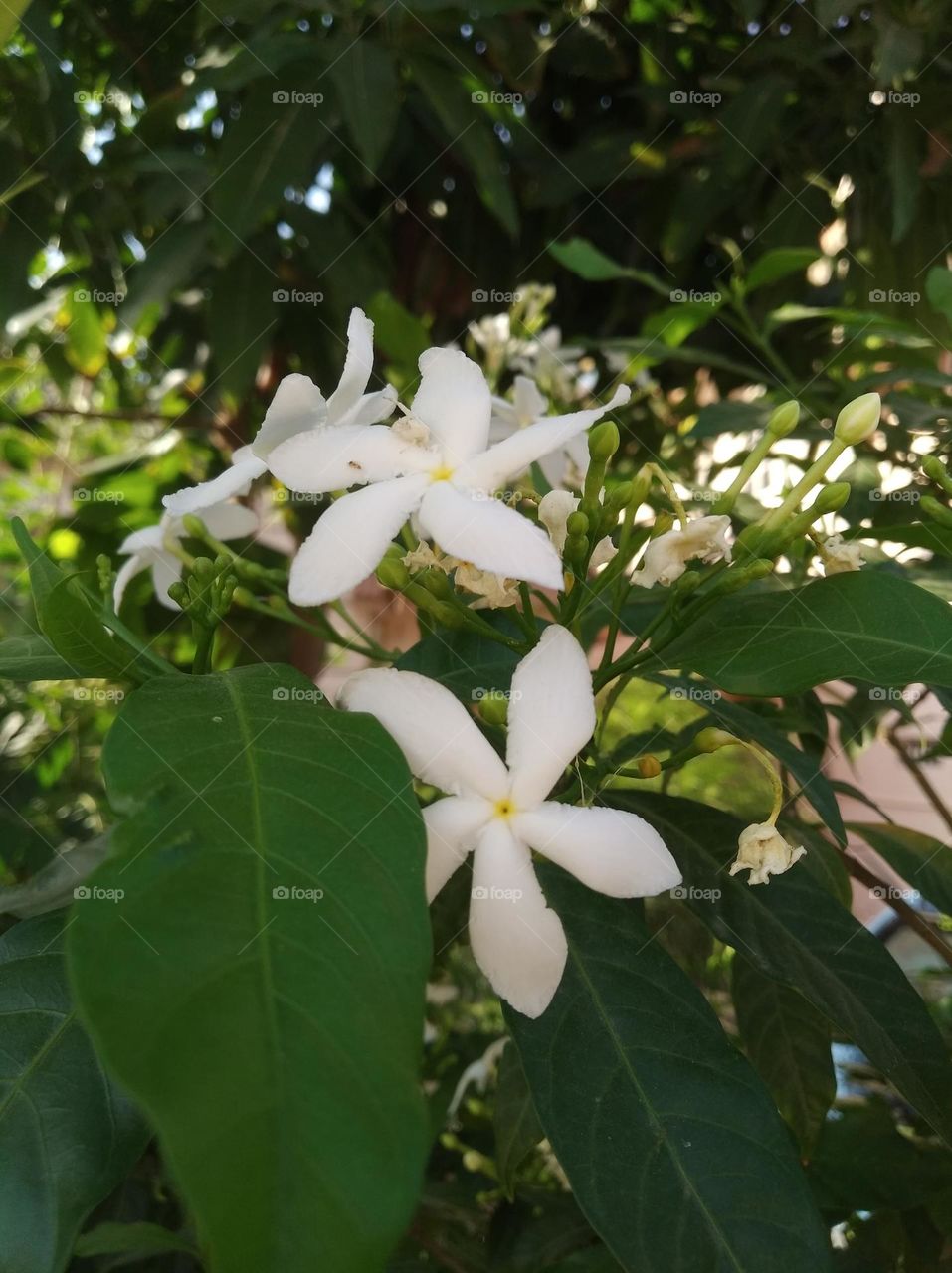 Jasmine white flower looks very beautiful generally found everywhere fresh seasonal