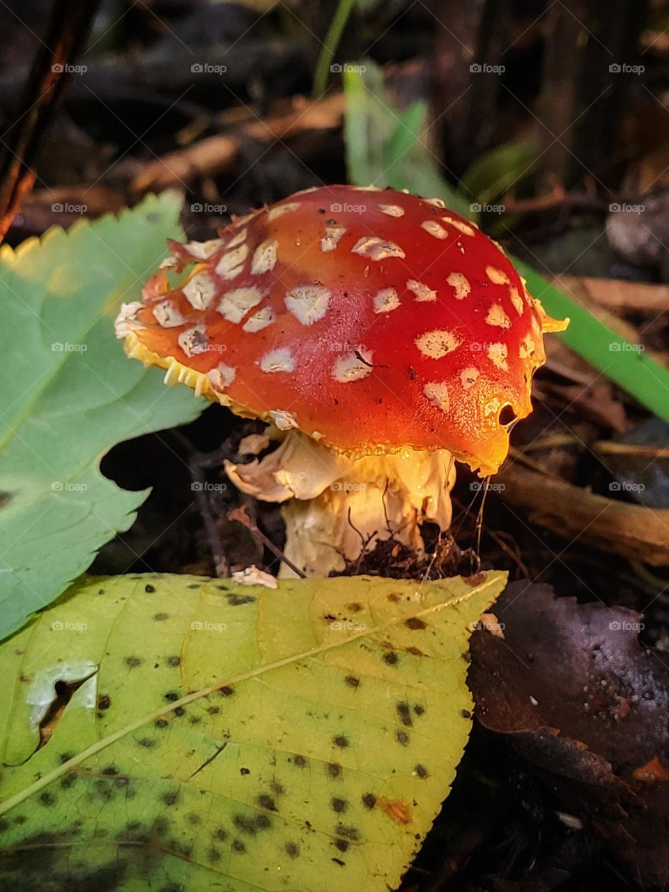 Little red fly agaric mushroom