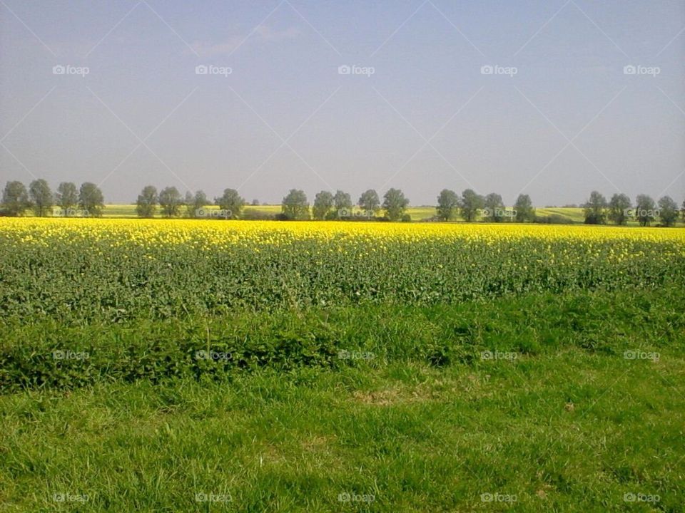 Rapeseed flowers, UK countryside