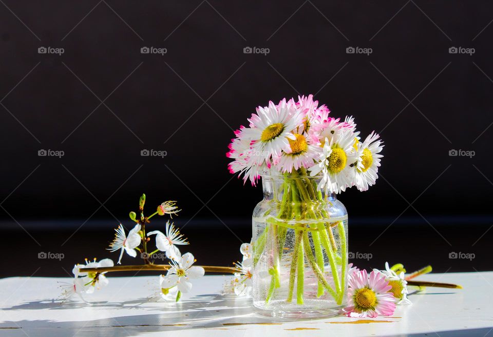 Small glass vase with first spring flowers,  Daisies  on a wooden background.  Light-shadows